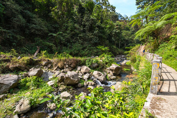 Fototapeta na wymiar View of tropical jungle