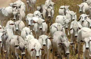 Livestock. Nelore cattle in Jacarau, Paraíba, Brazil.