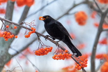 Blackbird eating the fruit of the rowan tree perched on its branches