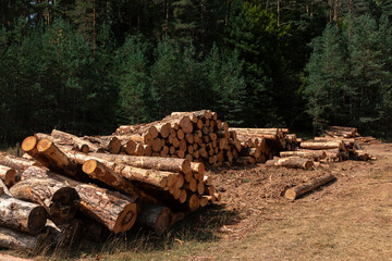 Pile of logs in the forest. Forest management