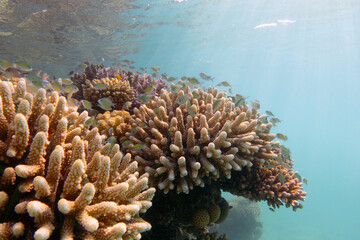 Naklejka na ściany i meble Brightly colored coral reef underwater. Underwater landscape.