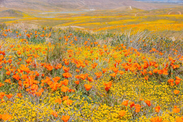 Naklejka na ściany i meble Wild flower blossom at Antelope Valley