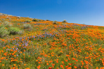 Wild flower blossom at Antelope Valley