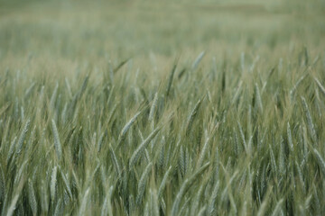 Fototapeta premium Rye green grass
