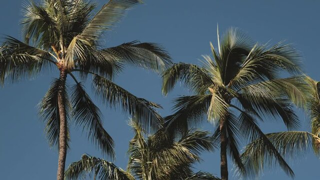 Upward view of a cluster of coconut palm trees with vintage style coloring