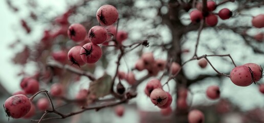 Zierapfel Baum, Farblook