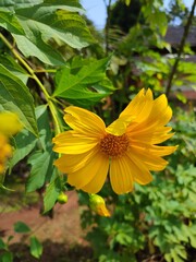 butterfly on yellow flower