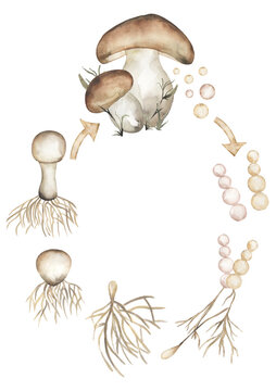 Mushroom Life Cycle Clipart, Watercolor Forest Florals Life Cycle Poster, fungus, fingi homeschool card, Learning game, Kids School Educational clip art, Nature Print, study card, teacher illustration