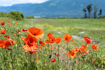 group of blooming red poppies on the background of a green field. poppies in focus