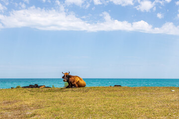 cows resting on the seashore