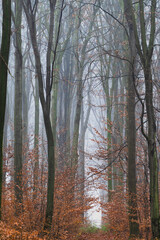 mroczny jesienny las