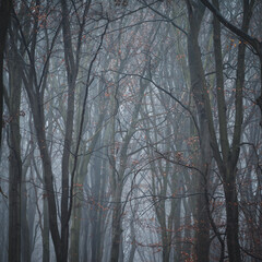 mroczny jesienny las © Piotr Szpakowski
