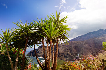 Fototapeta na wymiar palm trees in the mountains