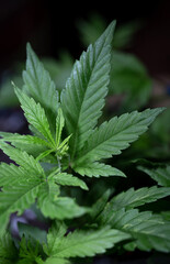 green cannabis leaf medical cannabis close up.
