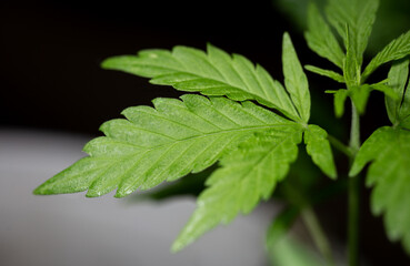 green cannabis bush close-up in the dark