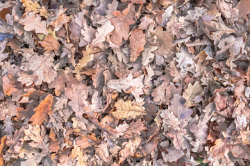 autumn leaves background. Outdoor. Colorful backround image of fallen autumn leaves perfect for seasonal use. Space for text