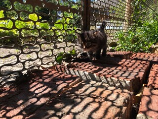 a small striped fluffy nimble kitten jumps and runs on bricks and plays near a forged metal fence