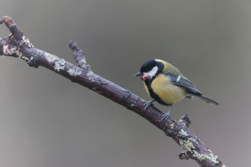 Great Tit Parus major infected by a poxvirose