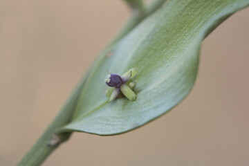 Ruscus aculeatus butcher's broom, knee holly or piaranthus small sharp-leaved shrub with deep red berries and tiny flowers on natural background
