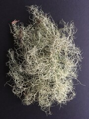 moss on black background