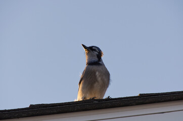 Blue Jay on a Roof