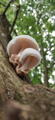 Flying agaric in forest