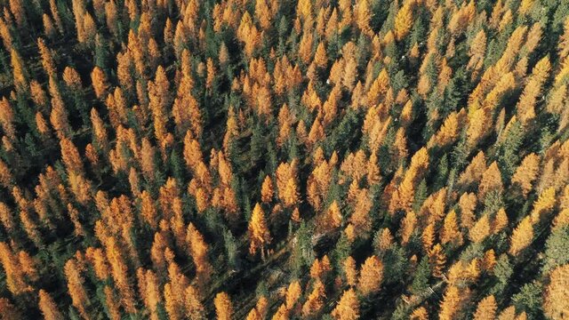 Drone flyght over beautiful forest with larch and pine trees. Dolomite Apls, Cortina D'Ampezzo, South Tyrol, Dolomites, Italy. UHD 4k video