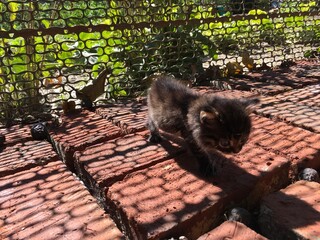 a small striped fluffy nimble kitten jumps and runs on bricks and plays near a forged metal fence