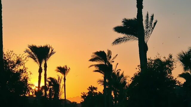 Topical golden sunset. Silhouette of one palm tree at sunset. The sun hiding behind a palm tree. Colored sky at sunset.