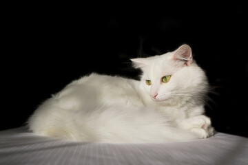 White fluffy cat Turkish Angora lies. White cat on a black background