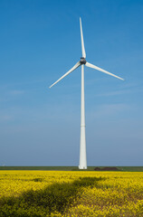 Wind turbine near a field with rapeseed 