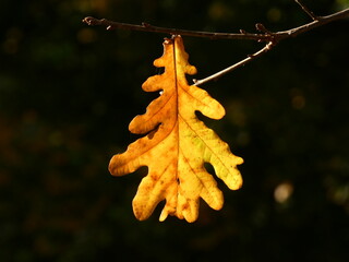 Yellow autumn leaf of European oak (Quercus robur) 