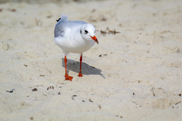 Eine Lachmöwe an der Ostsee. Lachmöwen sind eine kleinere Art von Möwen, sie werden nicht ganz...