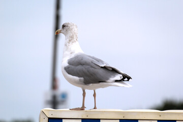 Eine Lachmöwe an der Ostsee. Lachmöwen sind eine kleinere Art von Möwen, sie werden nicht ganz so groß.