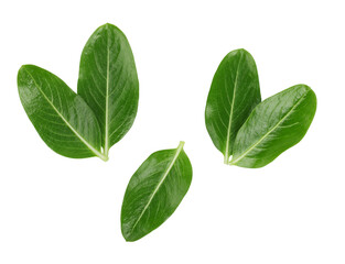 Flower leaves isolated on a white background