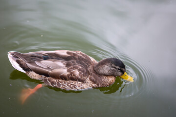 Stockenten in einem Teich. Die Stockente ist eine Vogelart und gehört zu den Entenvögeln.