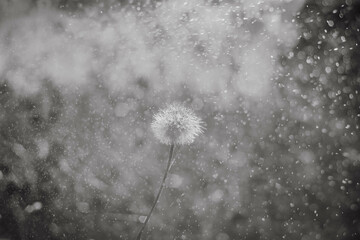 dandelion is lighted by the sun, raindrops in motion, blurred background.