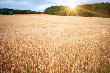 Erntereifes Getreidefeld auf Ackerland an einem bewölkten Tag mit Abendlicht und Sonne  
