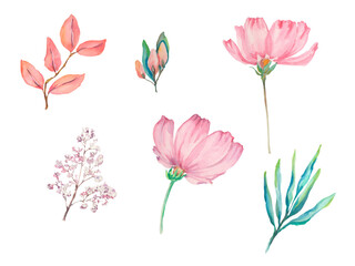set of watercolor wild flowers. pink gentle flowers and other plant. spring set. watercolor flower illustration. botanical elements isolated on white background. bright watercolor painting