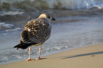 Portrait einer Mantelmöwe an der Ostsee. Möwen sind Allesfresser.