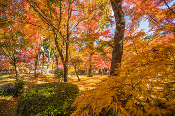 京都　 永観堂の紅葉