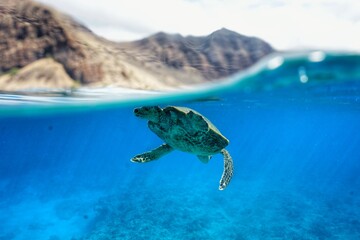 Obraz premium Hawaiian Green Sea Turtle Swimming 