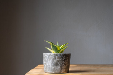 Sansevieria with a gray background 