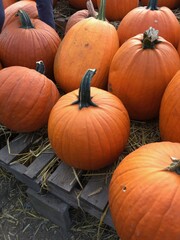 pumpkins on a farm