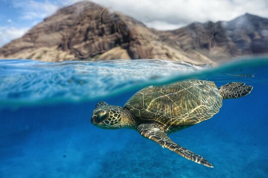 Hawaiian Green Sea Turtle Swimming
