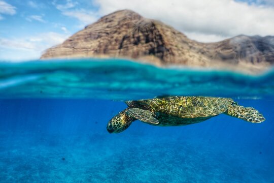 Hawaiian Green Sea Turtle Swimming
