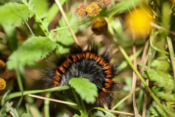 Nahaufnahme der haarigen Raupe, Larve eines Brombeerspinners, Schmetterlings.
