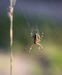 Eine Kreuzspinne in der Wildnis wartend auf ihre nächste Beute.