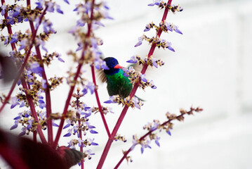 Small hummingbird perched on wire natural light bird in rural area of Guatemala.
