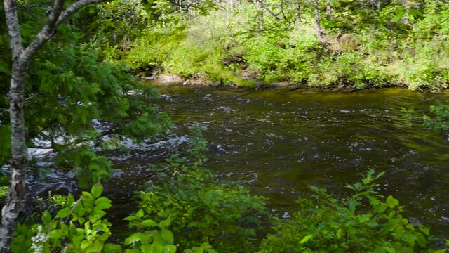 River water flowing, between green banks, forest trees; Ocqueoc Falls River over rocks in Northwest Michigan in late summer--late morning. 428